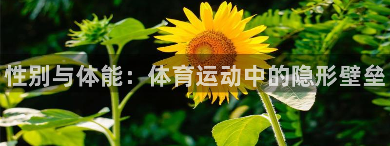 性别与体能：体育运动中的隐形壁垒